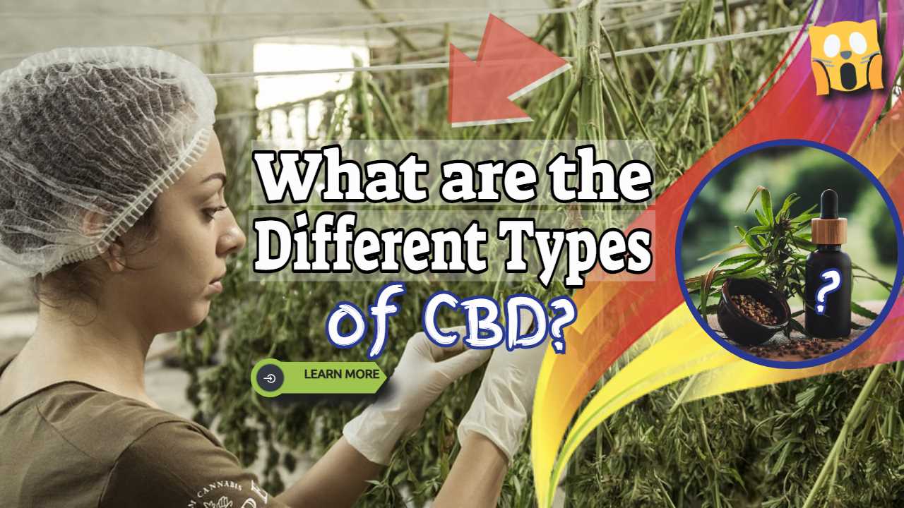 Image text: "What are the different types of CBD".