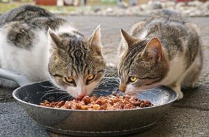 two cats-eating