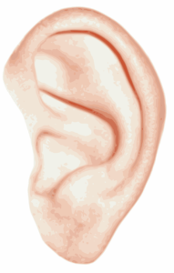 ear drawing