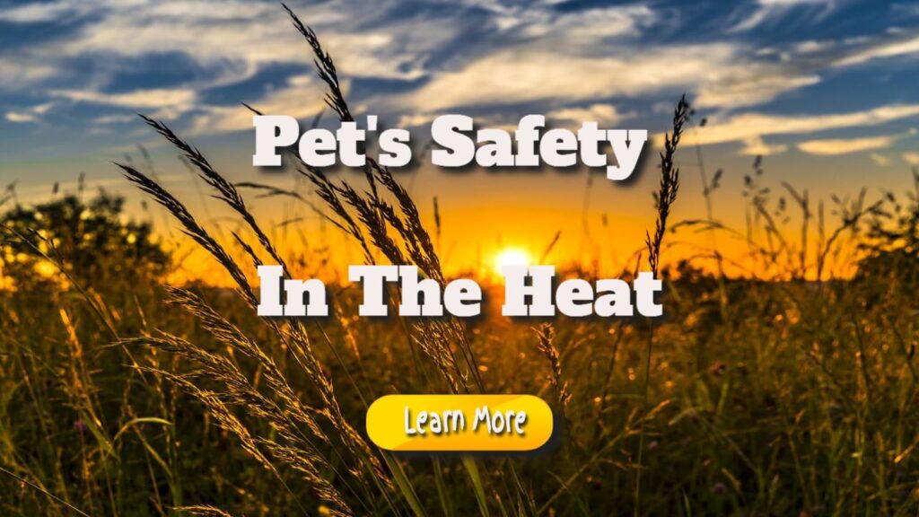 pets safety in the heat