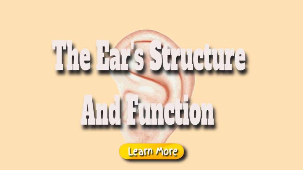 the ears structure and function