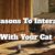 Reasons To Interact With Your Cat