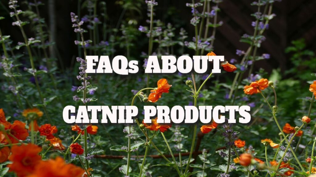 catnip products