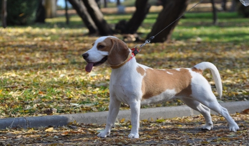 Leash Training: How To Train A Dog Or Puppy To Walk On ... In San Angelo - Texas