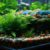 Aquascaping Basics for Beginners: Your Essential Guide