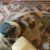 Victorian Hallway Tiles Cleaning for Timeless Floor Restoration