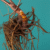 Supplements for Menopause: Natural Solutions for Relief