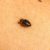 Bed Bug Infestations: How to Identify, Treat, and Prevent