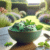 Mint in Desserts: A Fresh Spin on Your Sweet Treats