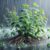 Herbs: A Beginner’s Essential Guide to Avoiding Mistakes in the UK
