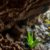 Belizean Caves: Exploring Archaeology, Climate, and Biodiversity