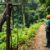 Zip Lining Adventures: Explore Canopy Tours in Belize