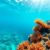 Snorkeling the Belize Barrier Reef: Top Spots and Marine Life