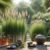 Lemongrass for Relaxation: Discover the UK’s Soothing Secret