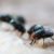 Maggot Extermination Tips for Homes in Sydney