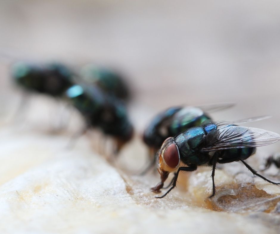 Maggots And Rubbish Bins(2)