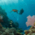 Belize Barrier Reef: Your 2025 Snorkeling and Diving Paradise