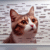 Cat Meme Guide: Tips for Feline Internet Fame