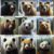 Surviving a Bear Attack: Essential Tips to Stay Safe