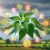 Herbs for Glowing Skin: Best Natural Remedies from the UK