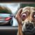 Motion Sickness Remedies for Dogs: Effective Solutions